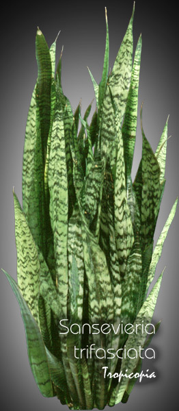 Sansevieria - Sansevieria trifasciata - Langue de belle mère - Snake plant